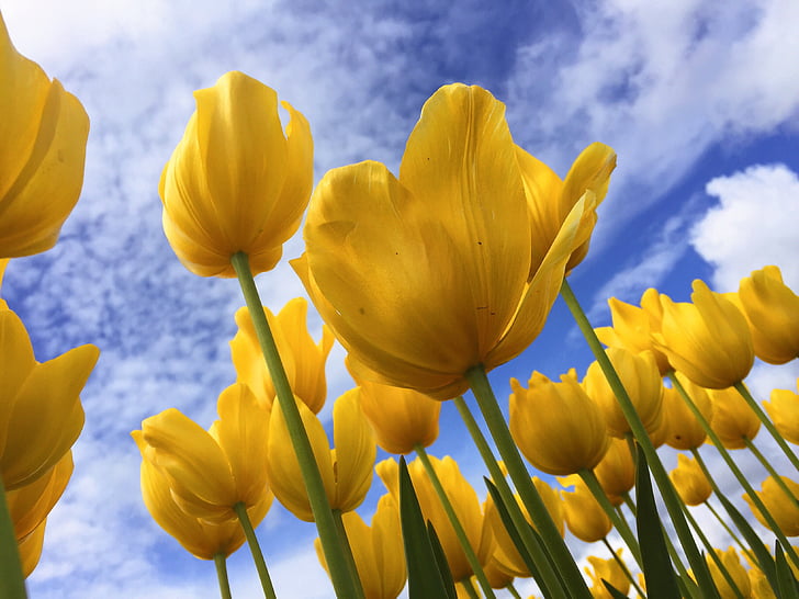 macro photography of yellow tulips