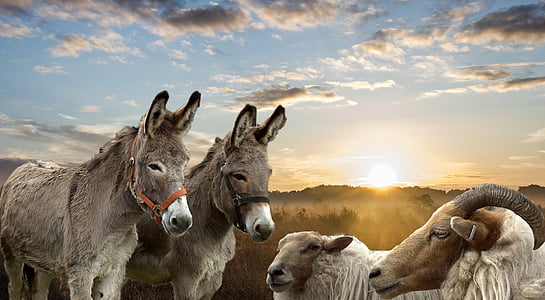 two gray donkeys and two goats
