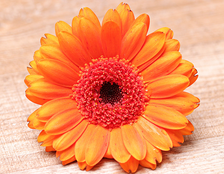 orange gerbera daisy flower in closeup photography