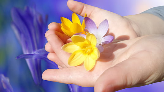two yellow and purple flowers on hands