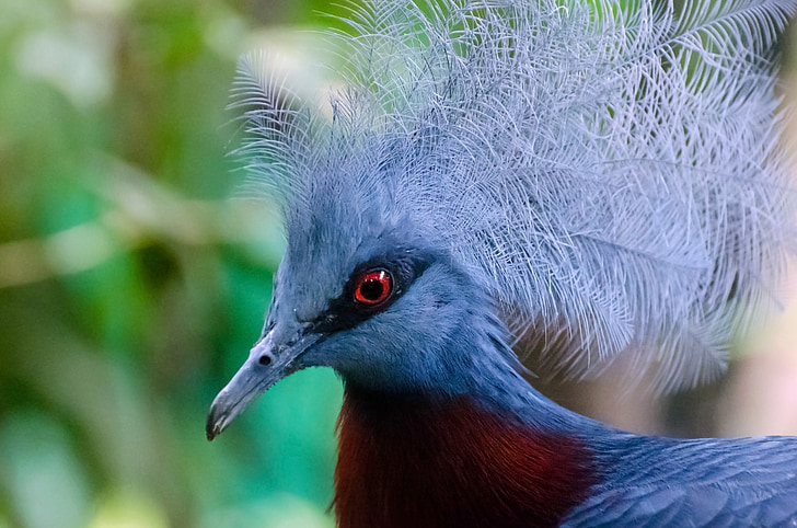 selective focus photography of Victoria crowned pigeon
