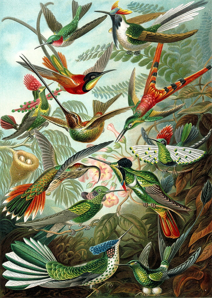 assorted-color bird painting