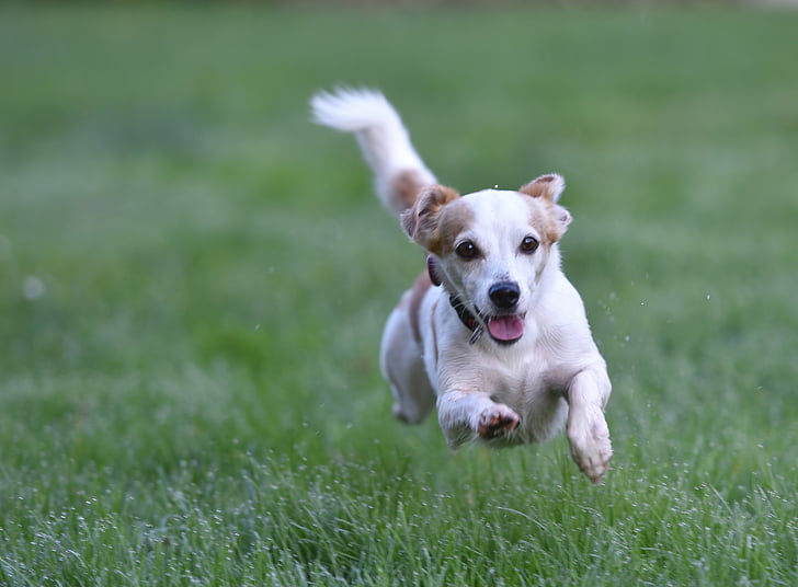 white and tan Jack Russell terrier puppy runs on grass field during day