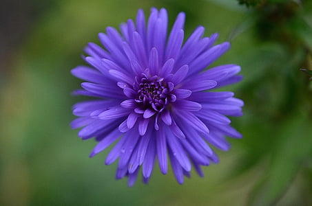 shallow focus photography of purple daisy