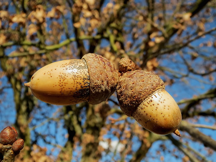 close-up photo of brown acorn