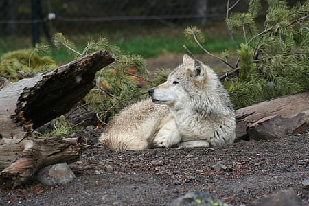 gray wolf on focus photo