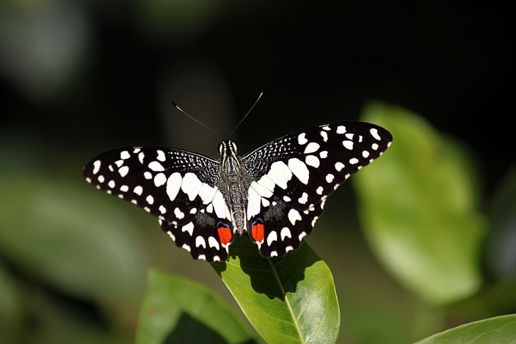 selective focus photography of black and white butterfly