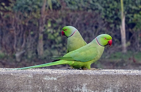 two green birds