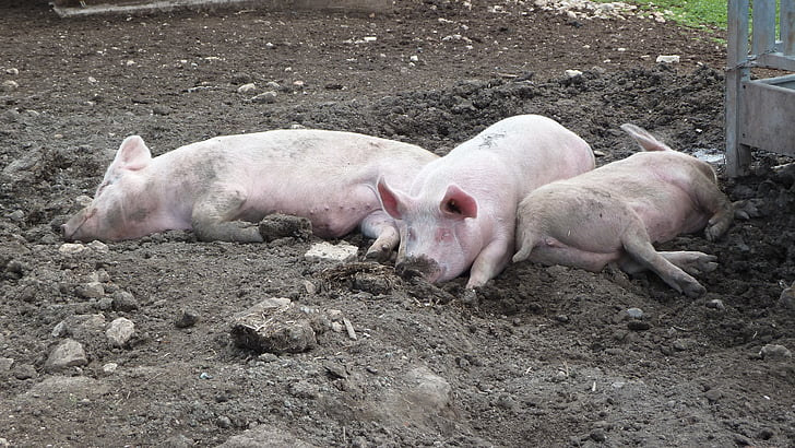 three pink pigs lying on soil