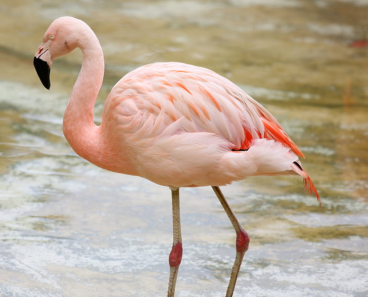 flamingo on bodies of water