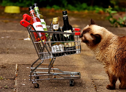 brown cat standing near shopping cart