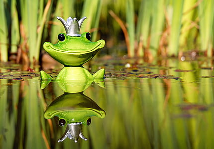 green frog on body of water