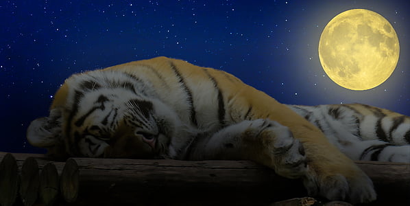 Tiger sleeping under moon