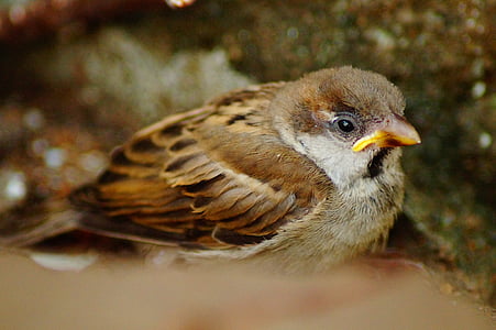 brown and black sparrow