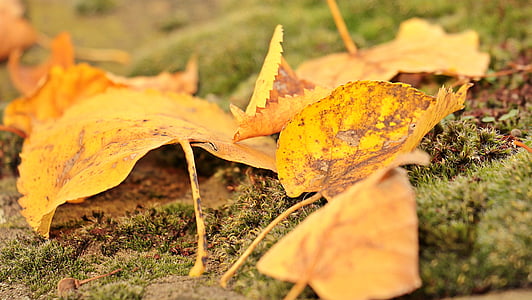 selective focus photography of withered leaf