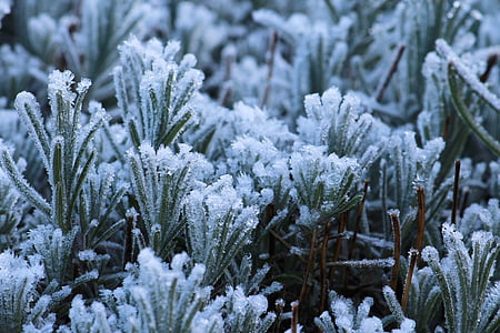 plants covered by snow