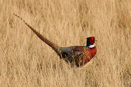 photography of red and brown bird on brown grass field during daytime