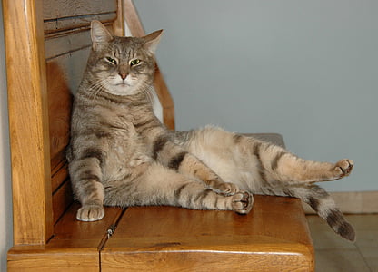 brown Tabby cat on brown wooden bench