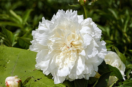 white peony flower in close up photography