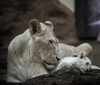 gray lioness with cub