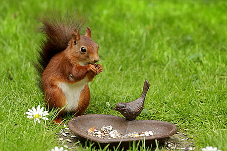 brown squirrel on green grass beside brown heart shape tray during daytime