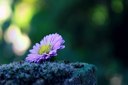 selective focus photography of purple daisy flower