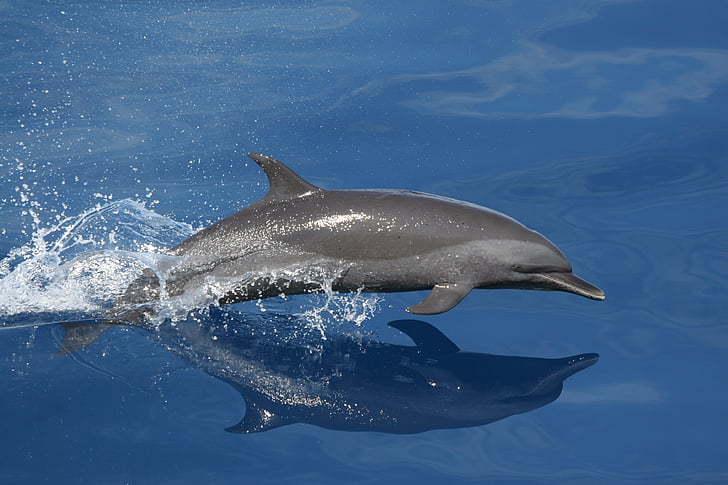 gray swimming dolphin