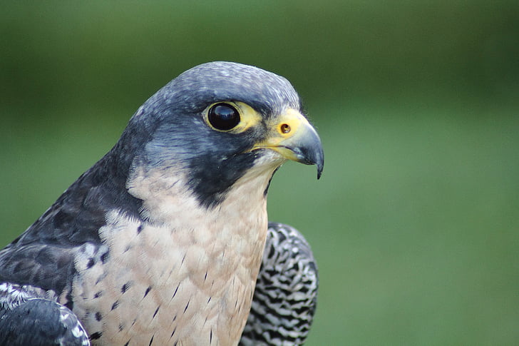 macro photography of falcon