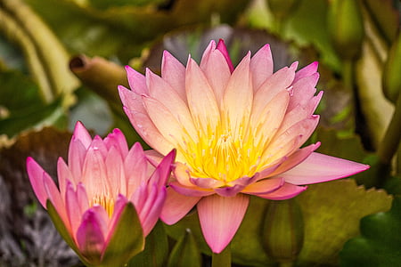 close-up photography of pink water lily flower