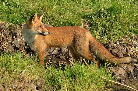 brown fox between grass during daytime