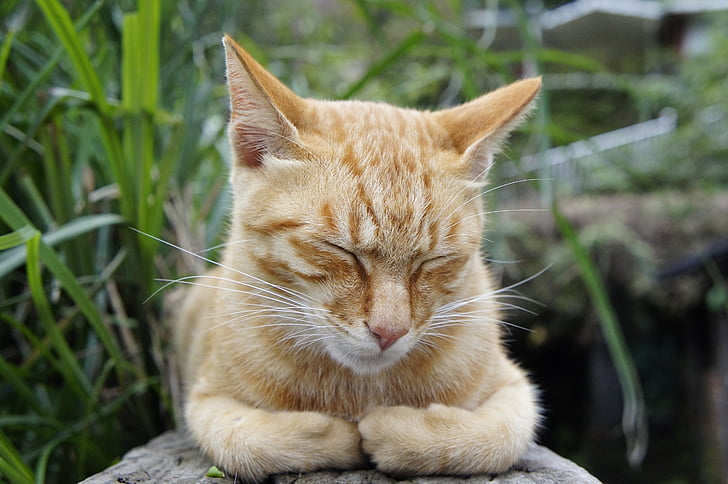 orange tabby cat sleeping on rock surrounded with grass