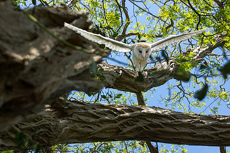 barn owl flying near on tree