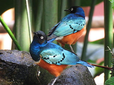 two blue-and-orange birds perched on rock