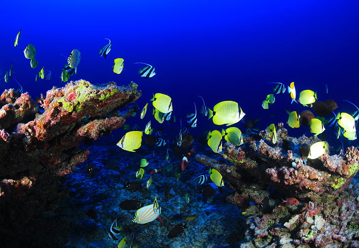 shoal of green-and-black fishes