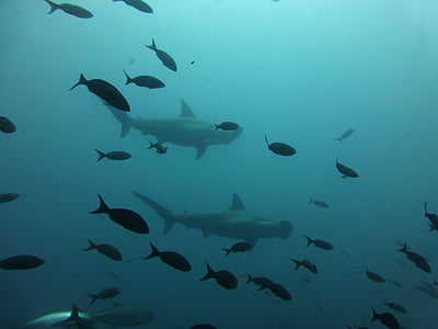two hammerhead sharks swimming with school of fish