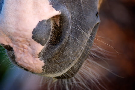 closeup photography of gray and pink horse nose