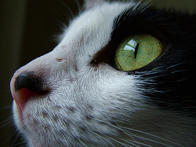 close-up photography of black and white cat