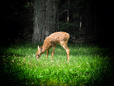 deer on green grass lawn