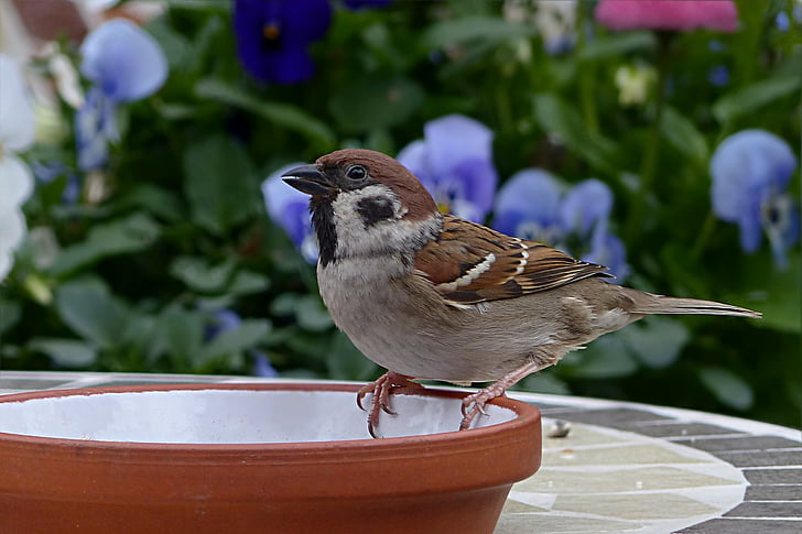 brown and gray feathered bird on top of brown plant pot