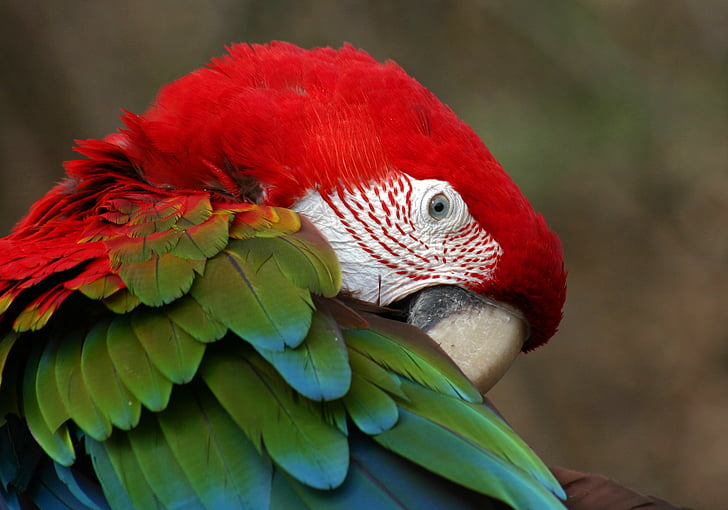red and green parrot
