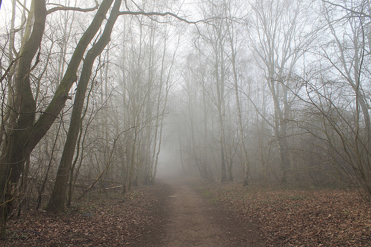 pathway through forest during fog