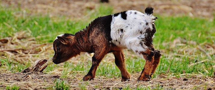 brown and white kid goat on grass