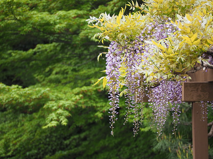 wisteria, wisteria trellis, flowers, japan, nature, tree