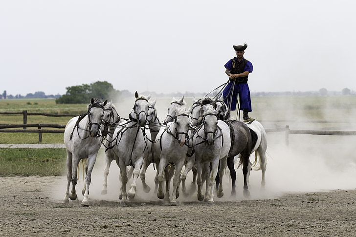 man riding white horses during daytime