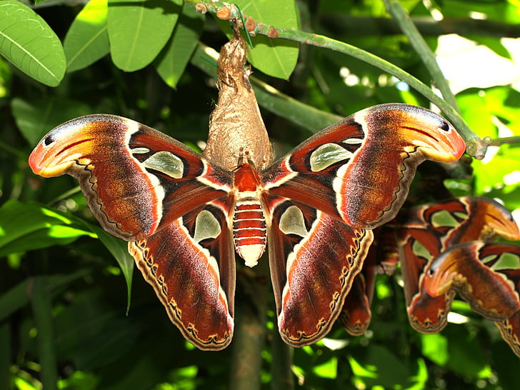 cecropia moths perched on green leaf