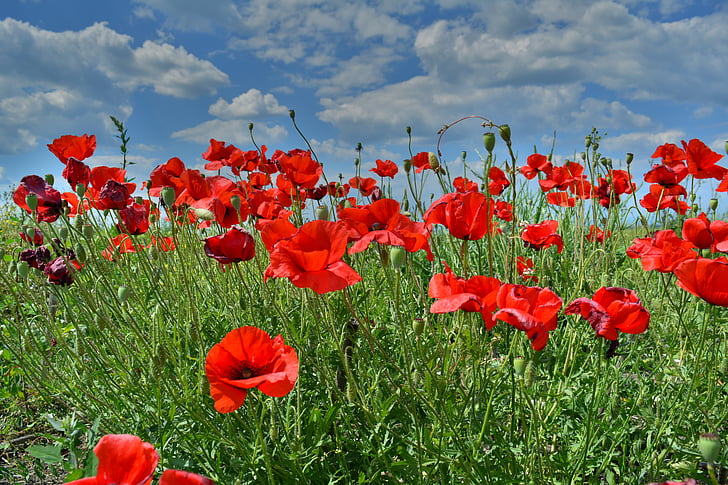 red poppy flowers under white cloudy sky during daytime photo