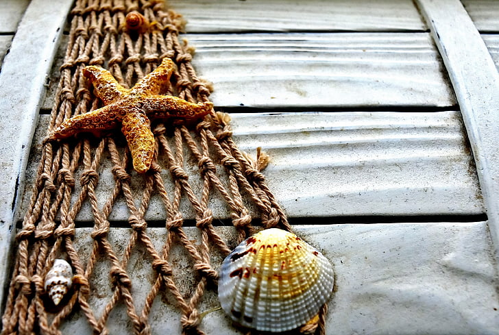 Royalty-Free photo: Shell and starfish on brown net decor