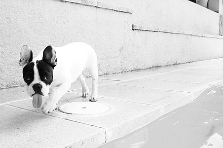 tongue-out white and black French bulldog