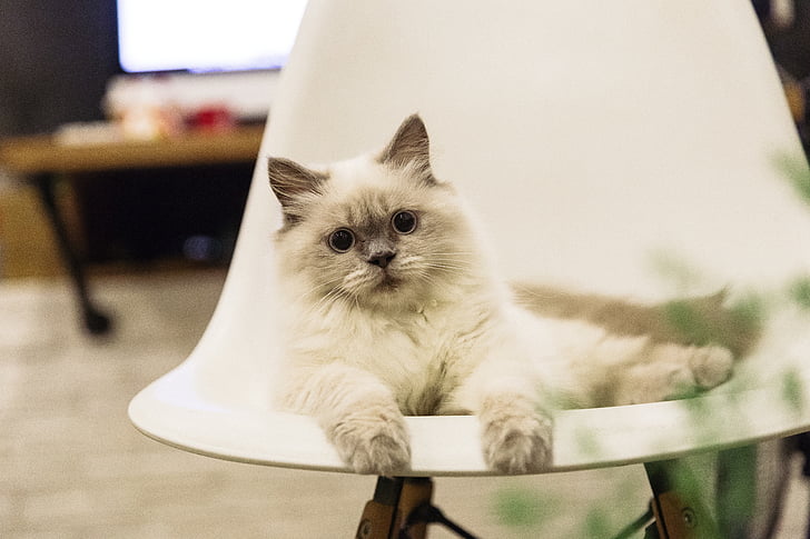 selective focus photograph of long-haired white cat on chair