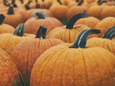 selective focus photo of pumpkins